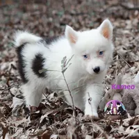 Kameo , a female Yakutian Laika for sale in Toms River, NJ – Photo 2 of 5