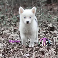 Kameo , a female Yakutian Laika for sale in Toms River, NJ – Photo 1 of 5