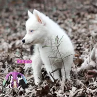 Kameo , a female Yakutian Laika for sale in Toms River, NJ – Photo 4 of 5