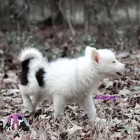 Kameo , a female Yakutian Laika for sale in Toms River, NJ – Photo 5 of 5