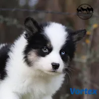 Vortex, a male Yakutian Laika for sale in Toms River, NJ – Photo 2 of 6