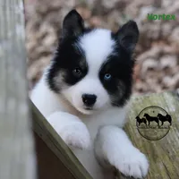 Vortex, a male Yakutian Laika for sale in Toms River, NJ – Photo 1 of 6