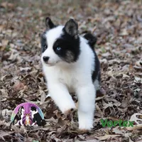 Vortex, a male Yakutian Laika for sale in Toms River, NJ – Photo 4 of 6