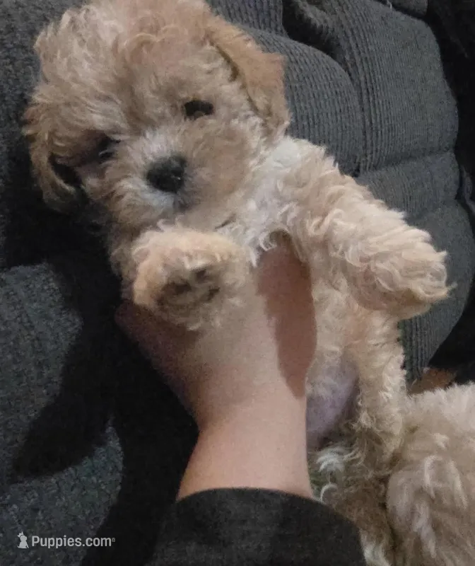 Leo – Poodle - Toy  puppy for sale in Bakersfield, CA