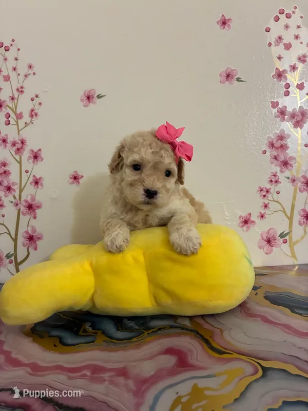 Dior – Poodle - Toy  puppy for sale in Bakersfield, CA