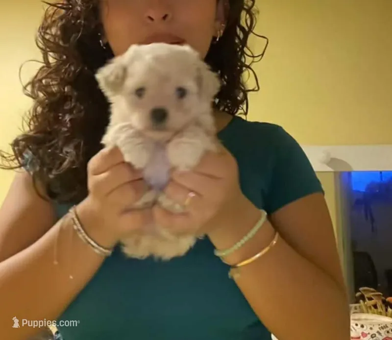 Love – Maltipoo puppy for sale in Bakersfield, CA