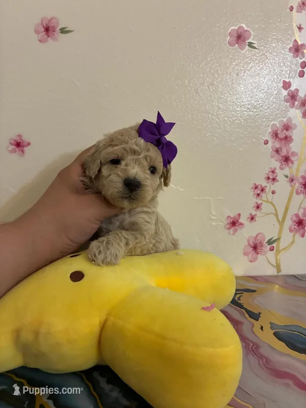 Yami – Poodle - Toy  puppy for sale in Bakersfield, CA