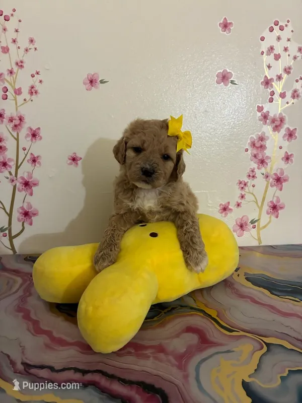 🌟 star  – Poodle - Toy  puppy for sale in Bakersfield, CA