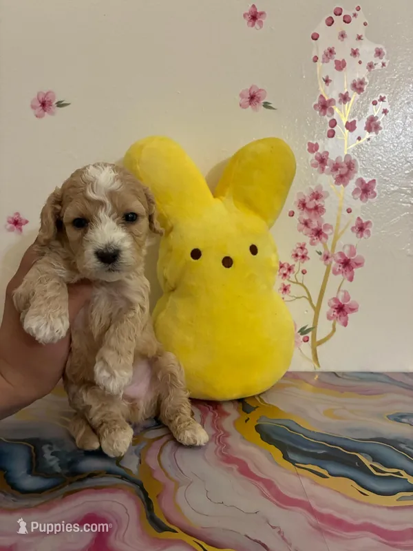 Ted – Poodle - Toy  puppy for sale in Bakersfield, CA