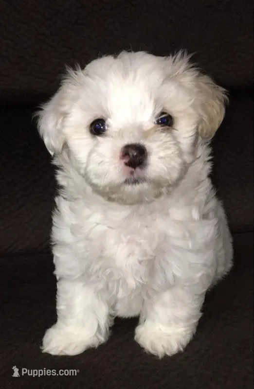 Tom – Maltipoo puppy for sale in Bakersfield, CA