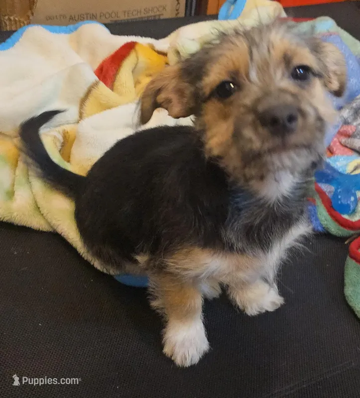 Light purple – Miniature Schnauzer, Chihuahua puppy for sale in Malden, MA