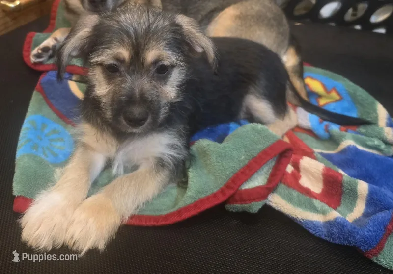 Light purple – Miniature Schnauzer, Chihuahua puppy for sale in Malden, MA