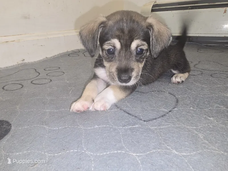 Red – Miniature Schnauzer, Chihuahua puppy for sale in Malden, MA