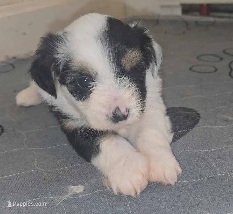 Purple – Miniature Schnauzer, Chihuahua puppy for sale in Malden, MA
