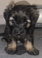 Blue , a male Miniature Schnauzer and Chihuahua for sale in Malden, MA – 3 of 3