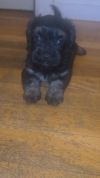 Green, a female Miniature Schnauzer and Chihuahua for sale in Malden, MA – 3 of 4