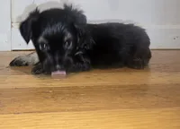 Green, a female Miniature Schnauzer and Chihuahua for sale in Malden, MA – 1 of 4