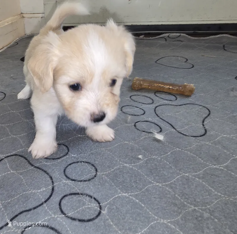 Pink – Miniature Schnauzer, Chihuahua puppy for sale in Malden, MA