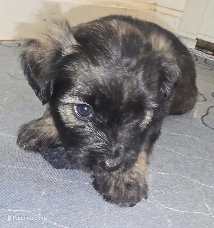 Blue  – Miniature Schnauzer, Chihuahua puppy for sale in Malden, MA