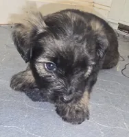 Blue , a male Miniature Schnauzer and Chihuahua for sale in Malden, MA – 1 of 3