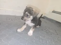 Red, a male Miniature Schnauzer and Chihuahua for sale in Malden, MA – 2 of 3