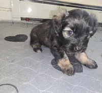 Blue , a male Miniature Schnauzer and Chihuahua for sale in Malden, MA – 2 of 3