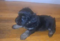 Green, a female Miniature Schnauzer and Chihuahua for sale in Malden, MA – 2 of 4