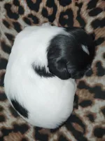 Zee Zee (Dotty), a female Shih Tzu for sale in Charlotte, NC – 3 of 8