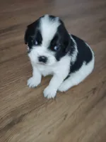 Zues Jr (Lil Bit) , a male Shih Tzu for sale in Charlotte, NC – 1 of 9