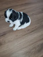 Zues Jr (Lil Bit) , a male Shih Tzu for sale in Charlotte, NC – 3 of 9
