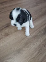 Zues Jr (Lil Bit) , a male Shih Tzu for sale in Charlotte, NC – 6 of 9