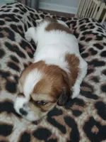 Zaydan, a male Shih Tzu for sale in Charlotte, NC – 9 of 9