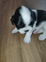 Zues Jr (Lil Bit) , a male Shih Tzu for sale in Charlotte, NC – 2 of 9