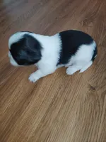Zues Jr (Lil Bit) , a male Shih Tzu for sale in Charlotte, NC – 4 of 9