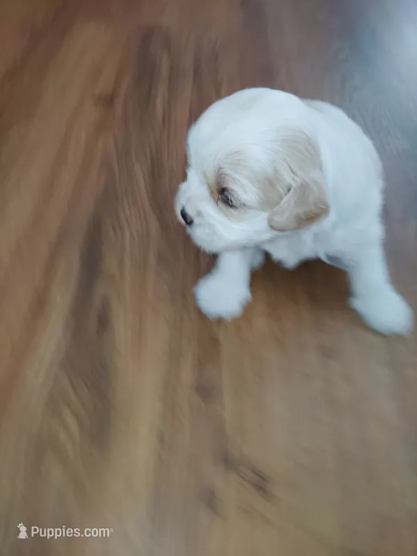 Zealand  – Shih Tzu puppy for sale in Charlotte, NC