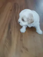 Zealand , a female Shih Tzu for sale in Charlotte, NC – 1 of 4