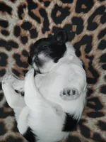 Zee Zee (Dotty), a female Shih Tzu for sale in Charlotte, NC – 5 of 8