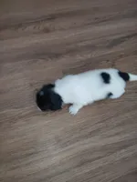 Zee Zee (Dotty), a female Shih Tzu for sale in Charlotte, NC – 8 of 8