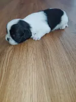 Zues Jr (Lil Bit) , a male Shih Tzu for sale in Charlotte, NC – 8 of 9