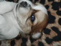 Zaydan, a male Shih Tzu for sale in Charlotte, NC – 3 of 9