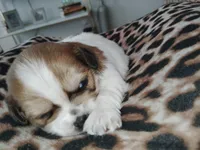 Zaydan, a male Shih Tzu for sale in Charlotte, NC – 6 of 9