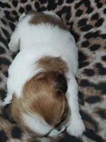 Zaydan, a male Shih Tzu for sale in Charlotte, NC – 8 of 9