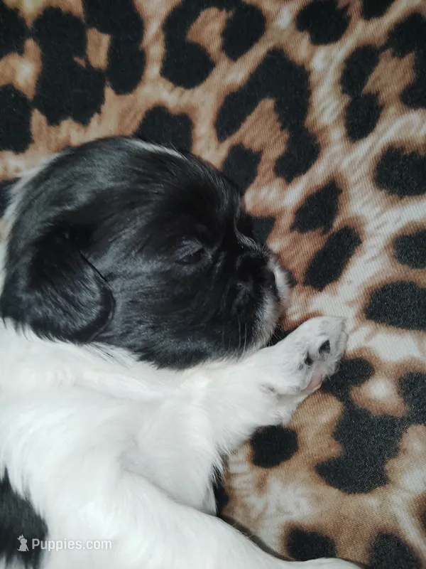 Zee Zee (Dotty) – Shih Tzu puppy for sale in Charlotte, NC