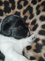 Zee Zee (Dotty), a female Shih Tzu for sale in Charlotte, NC – 1 of 8