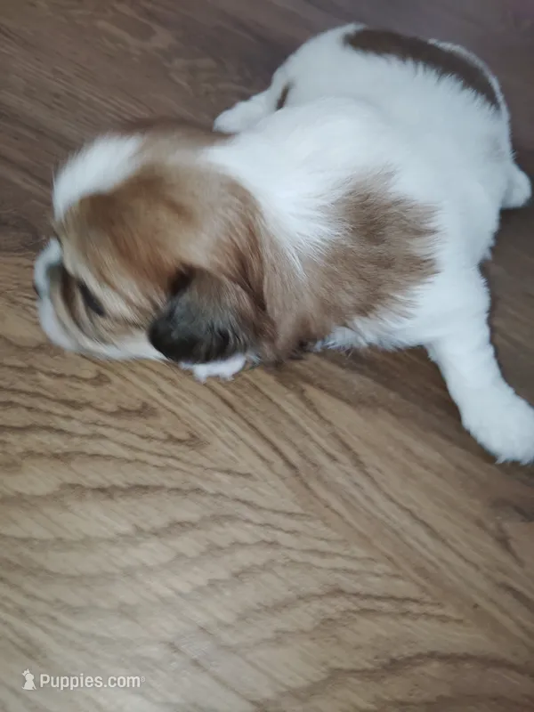 Zaydan – Shih Tzu puppy for sale in Charlotte, NC