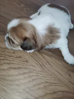 Zaydan, a male Shih Tzu for sale in Charlotte, NC – 1 of 9