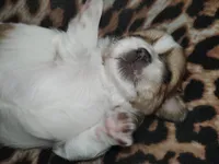 Zaydan, a male Shih Tzu for sale in Charlotte, NC – 2 of 9