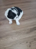 Zues Jr (Lil Bit) , a male Shih Tzu for sale in Charlotte, NC – 5 of 9