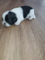Zues Jr (Lil Bit) , a male Shih Tzu for sale in Charlotte, NC – 7 of 9