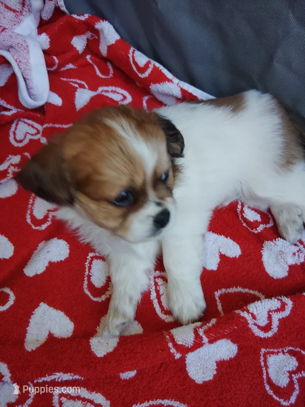 Zaydan – Shih Tzu puppy for sale in Charlotte, NC